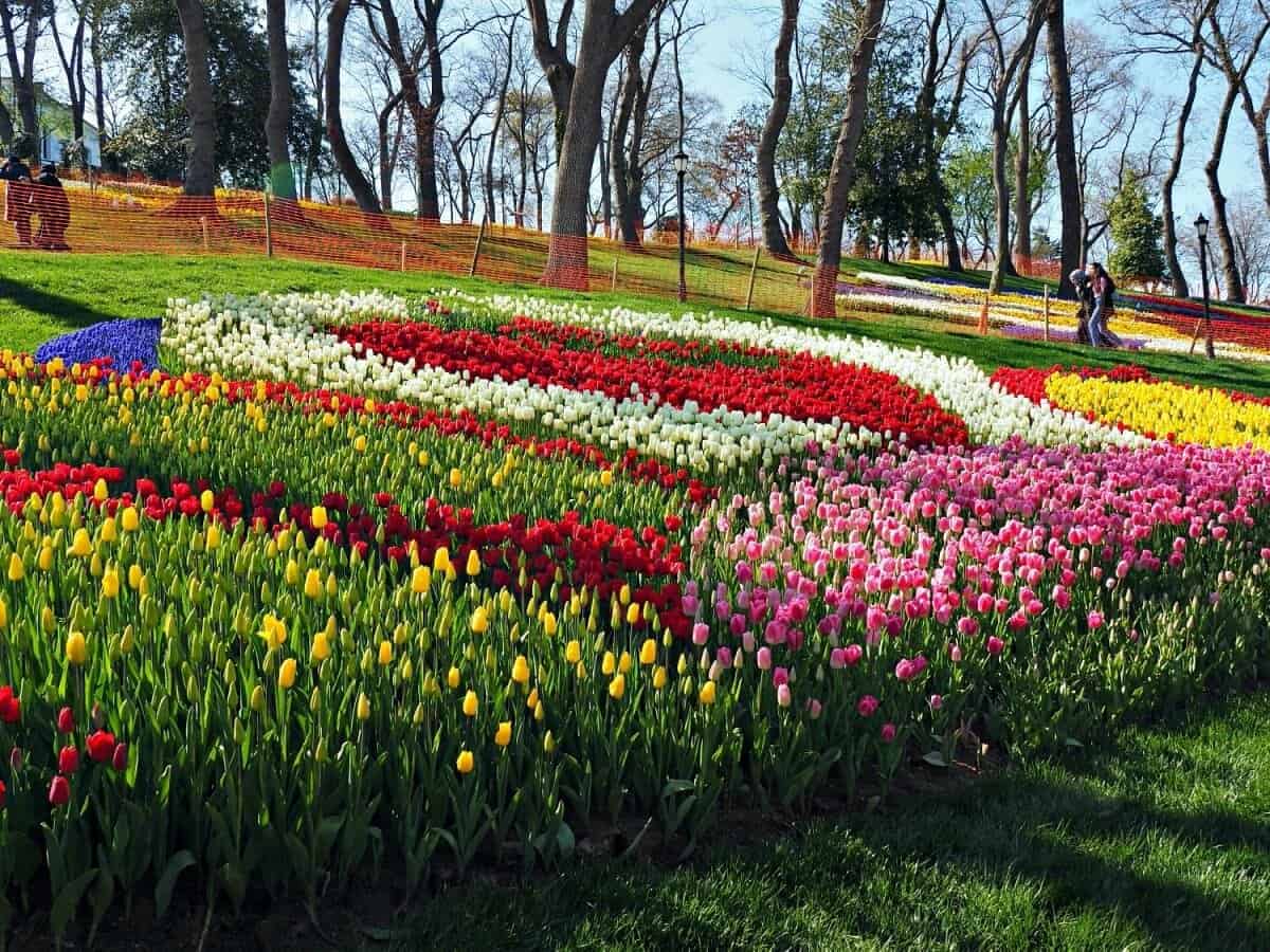 Lễ hội hoa Tulip Istanbul