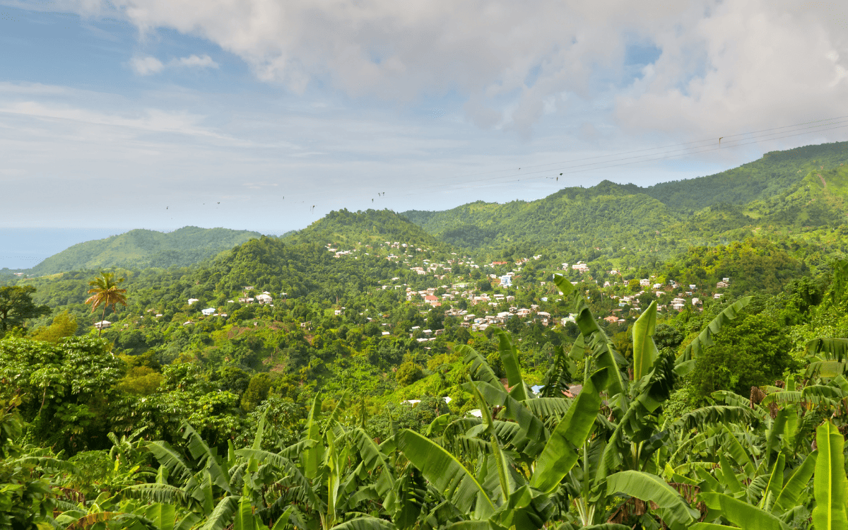 Chè Grenada - Hương vị đặc trưng của Quần đảo Caribe